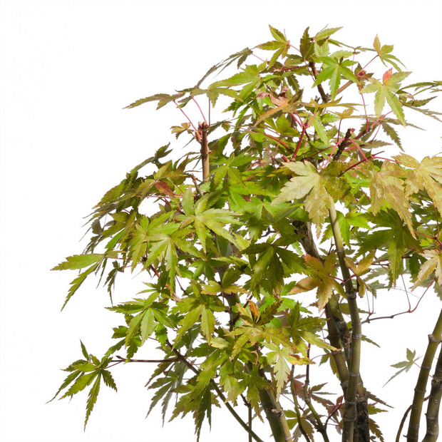 もみじ -寄せ植え- (推定樹齢5年) 詳細画像